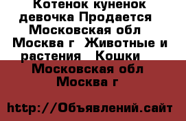 Котенок куненок-девочка Продается - Московская обл., Москва г. Животные и растения » Кошки   . Московская обл.,Москва г.